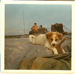 A dog we had at the Hard Spot near Dau Tieng early in 1969, We named this mascot ZigZag
