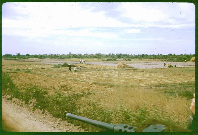Harvesting rice 2