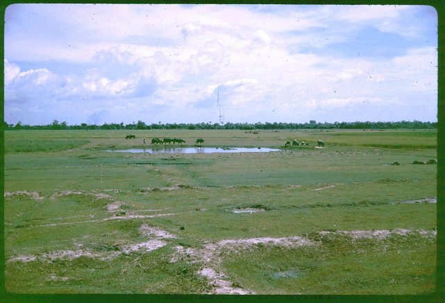 Water buffalo