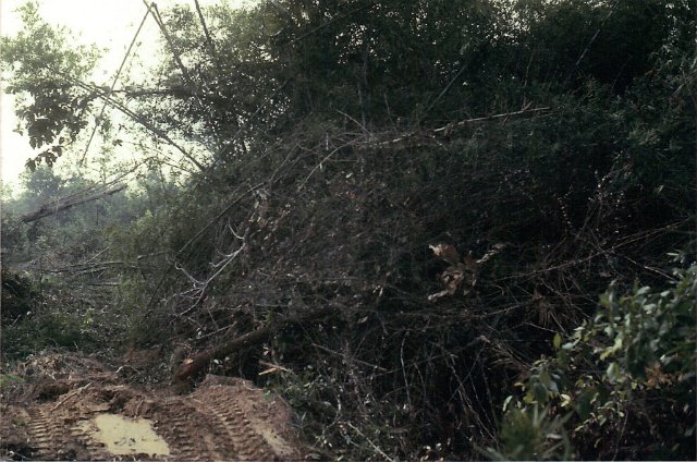 This is how dense the jungle we knocked down was